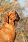 Magyar Vizsla Portrait