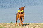 playing Magyar Vizsla