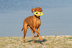 playing Magyar Vizsla