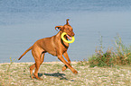 playing Magyar Vizsla