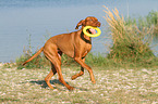 playing Magyar Vizsla
