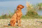 sitting Magyar Vizsla