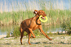 playing Magyar Vizsla