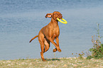 playing Magyar Vizsla