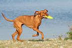 playing Magyar Vizsla