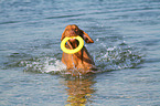 playing Magyar Vizsla