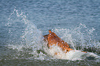 splashing Magyar Vizsla