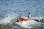 splashing Magyar Vizsla