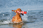 playing Magyar Vizsla