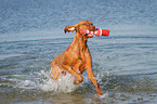 playing Magyar Vizsla