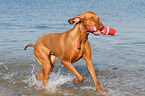 playing Magyar Vizsla