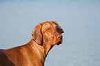 Magyar Vizsla Portrait