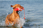 playing Magyar Vizsla