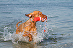 playing Magyar Vizsla