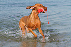 playing Magyar Vizsla