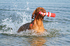 playing Magyar Vizsla