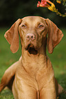 Magyar Vizsla Portrait