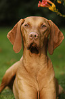 Magyar Vizsla Portrait