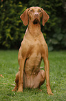 sitting Magyar Vizsla