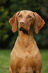 Magyar Vizsla Portrait