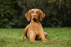 lying Magyar Vizsla