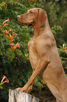 Magyar Vizsla