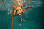 diving Magyar Vizsla