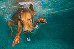 diving Magyar Vizsla