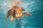diving Magyar Vizsla