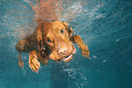 diving Magyar Vizsla