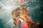 diving Magyar Vizsla