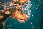 diving Magyar Vizsla