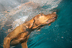 diving Magyar Vizsla