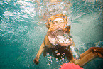 diving Magyar Vizsla