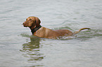 swimming Magyar Vizsla