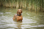 bathing Magyar Vizsla