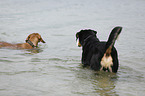 2 dogs