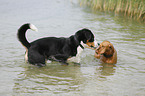2 dogs