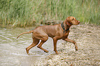 walking Magyar Vizsla