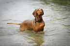 bathing Magyar Vizsla