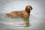 bathing Magyar Vizsla