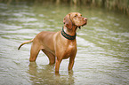 bathing Magyar Vizsla