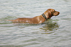 swimming Magyar Vizsla
