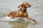 running Magyar Vizsla