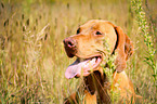 Magyar Vizsla Portrait