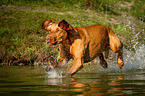 Magyar Vizsla jumps into the water