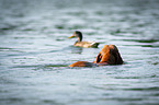 Magyar Vizsla swims in the water
