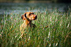 Magyar Vizsla in the high grass
