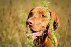 Magyar Vizsla Portrait