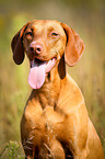 Magyar Vizsla Portrait